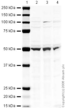 Western blot - Mouse brain tissue lysate - total protein (0 days) (ab7188), expandable thumbnail