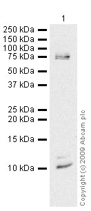 Western blot - Mouse brain tissue lysate - total protein (0 days) (AB7188)