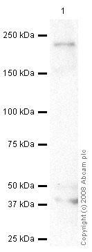 Western blot - Mouse brain tissue lysate - total protein (0 days) (ab7188), expandable thumbnail