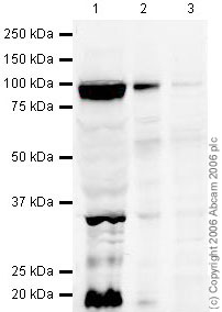 Western blot - Mouse brain tissue lysate - total protein (0 days) (AB7188), expandable thumbnail