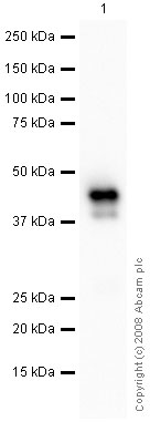 Western blot - Mouse brain tissue lysate - total protein (0 days) (AB7188), expandable thumbnail