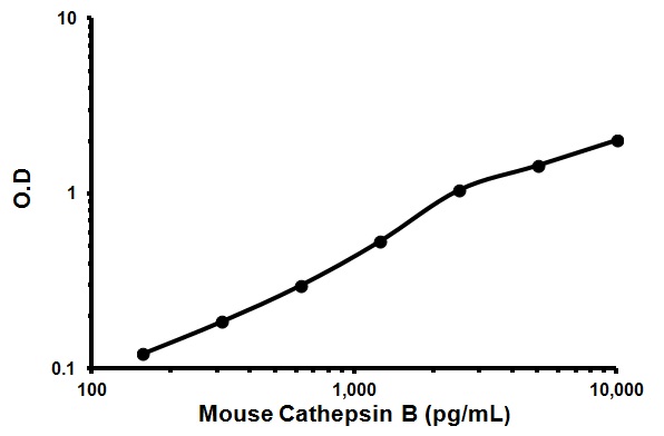 Sandwich ELISA - Mouse Cathepsin B ELISA Kit (AB119585), expandable thumbnail