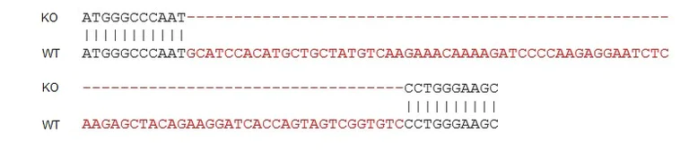 Sanger Sequencing - Mouse CCL7 knockout RAW 264.7 cell line (AB273755)