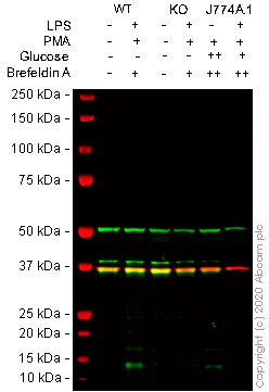 Western blot - Mouse CCL7 knockout RAW 264.7 cell line (AB273755)