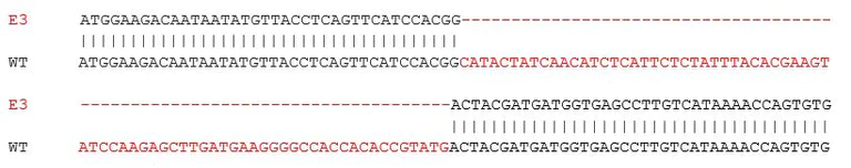 Sanger Sequencing - Mouse CCR2 knockout RAW 264.7 cell line (AB281620)