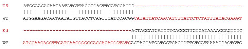 Sanger Sequencing - Mouse CCR2 knockout RAW 264.7 cell lysate (AB282942), expandable thumbnail