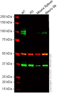 Western blot - Mouse CD68 knockout RAW 264.7 cell line (AB280047), expandable thumbnail