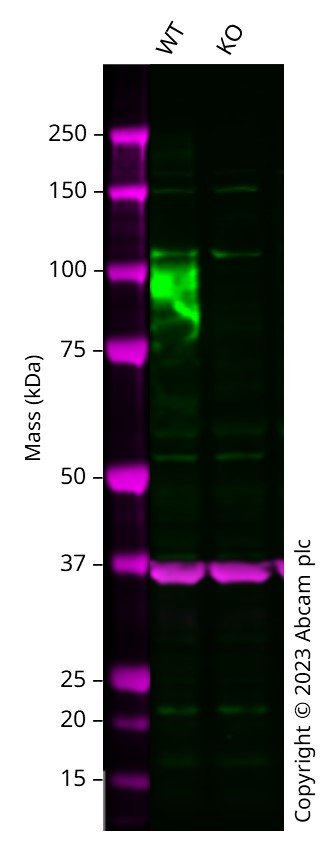 Western blot - Mouse CD68 knockout RAW 264.7 cell line (AB280047), expandable thumbnail