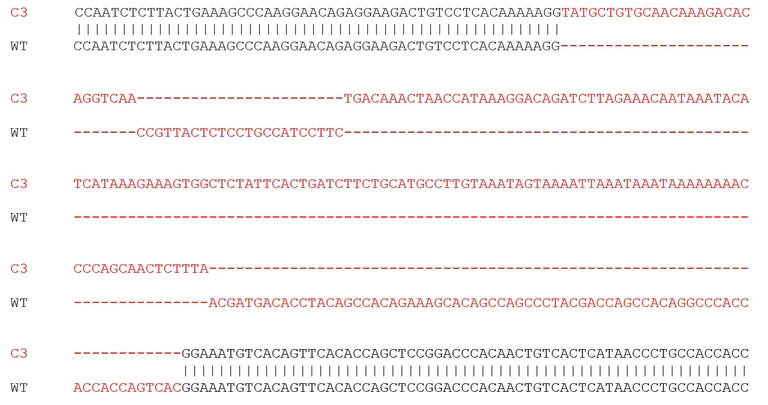 Sanger Sequencing - Mouse CD68 knockout RAW 264.7 cell lysate (AB280106)
