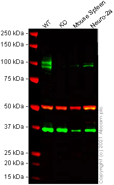 Western blot - Mouse CD68 knockout RAW 264.7 cell lysate (AB280106)