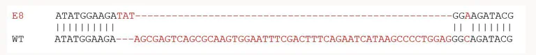 Sanger Sequencing - Mouse CDKN1B (p27 KIP 1) knockout RAW 264.7 cell lysate (AB282970)