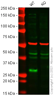 Western blot - Mouse CDKN1B (p27 KIP 1) knockout RAW 264.7 cell lysate (AB282970)