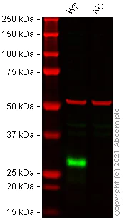 Western blot - Mouse CDKN1B (p27 KIP 1) knockout RAW 264.7 cell lysate (AB282970)