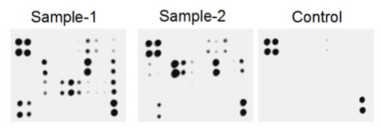 Multiplex Protein Detection - Mouse Chemokine Antibody Array (Membrane, 25 Targets) (AB211067), expandable thumbnail