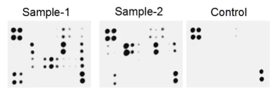 Multiplex Protein Detection - Mouse Chemokine Antibody Array (Membrane, 25 Targets) (AB211067)