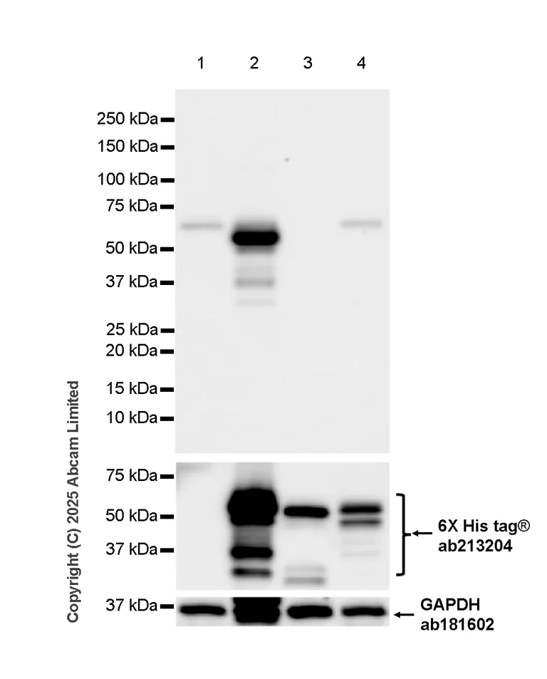Western blot - Anti-Mouse Crimean-Congo hemorrhagic fever virus Nucleoprotein antibody [A4] - BSA and Azide free (AB324847)