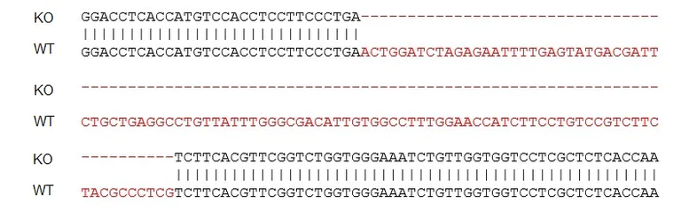 Sanger Sequencing - Mouse CX3CR1 knockout RAW 264.7 cell line (AB273752)