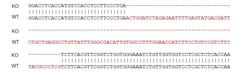 Sanger Sequencing - Mouse CX3CR1 knockout RAW 264.7 cell lysate (AB275524), expandable thumbnail