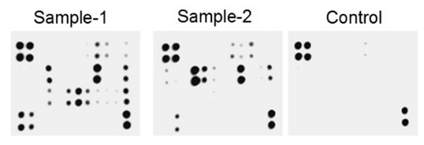 Multiplex Protein Detection - Mouse Cytokine Antibody Array (Membrane, 40 Targets) (AB211068), expandable thumbnail