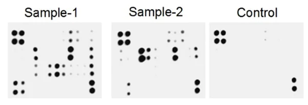 Multiplex Protein Detection - Mouse Cytokine Antibody Array (Membrane, 40 Targets) (AB211068)