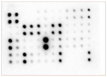 Multiplex Protein Detection - Mouse Cytokine Antibody Array - Membrane (97 targets) (AB169820), expandable thumbnail