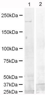 Western blot - Mouse EGFR peptide (AB15739), expandable thumbnail
