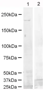 Western blot - Mouse EGFR peptide (AB15739)