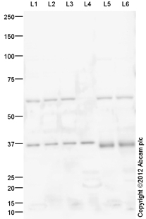 Western blot - Mouse eye tissue lysate - total protein (AB4029), expandable thumbnail