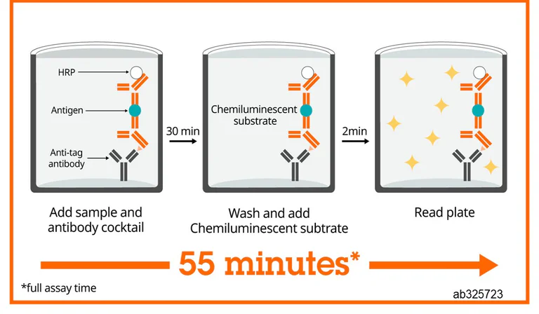 Sandwich ELISA - Mouse GPNMB ELISA Kit, Chemiluminescent (AB325723)