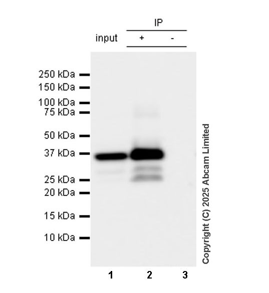 Immunoprecipitation - Anti-Mouse HIV1 integrase antibody [IN-4] (AB323451), expandable thumbnail