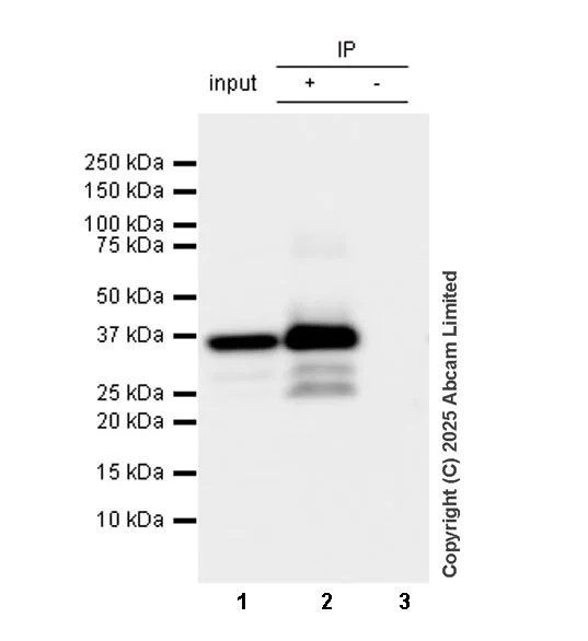 Immunoprecipitation - Anti-Mouse HIV1 integrase antibody [IN-4] (AB323451)