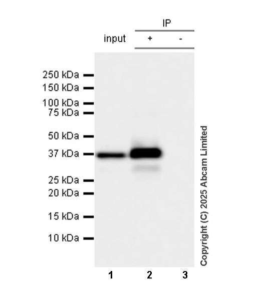 Immunoprecipitation - Anti-Mouse HIV1 integrase antibody [IN-4] (AB323451), expandable thumbnail