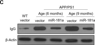 Western blot - Anti-Mouse IgG antibody [RM104] (AB190475)