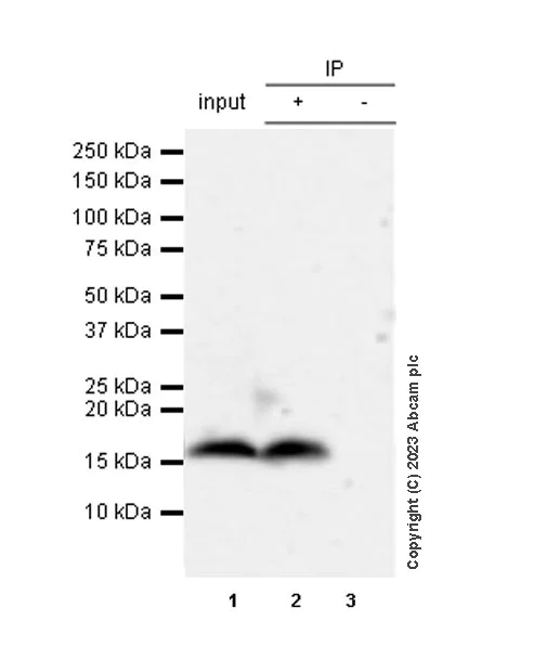 Immunoprecipitation - Anti-mouse IgG for IP (HRP) (AB131368)