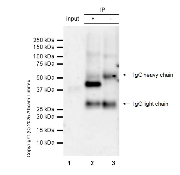 Immunoprecipitation - Anti-mouse IgG for IP (HRP) (AB131368)