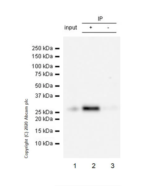 Immunoprecipitation - Anti-mouse IgG for IP (HRP) (AB131368)