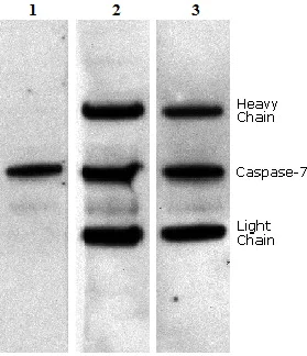 Western blot - Anti-mouse IgG for IP (HRP) (AB131368)