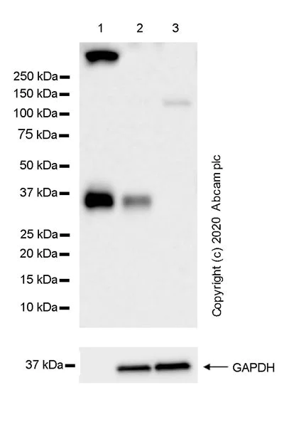 Western blot - Anti-mouse IgG for IP (HRP) (AB131368)