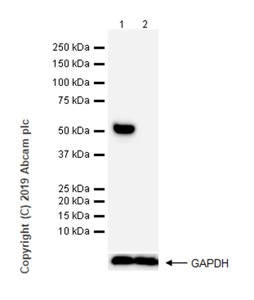 Western blot - Anti-mouse IgG for IP (HRP) (AB131368)