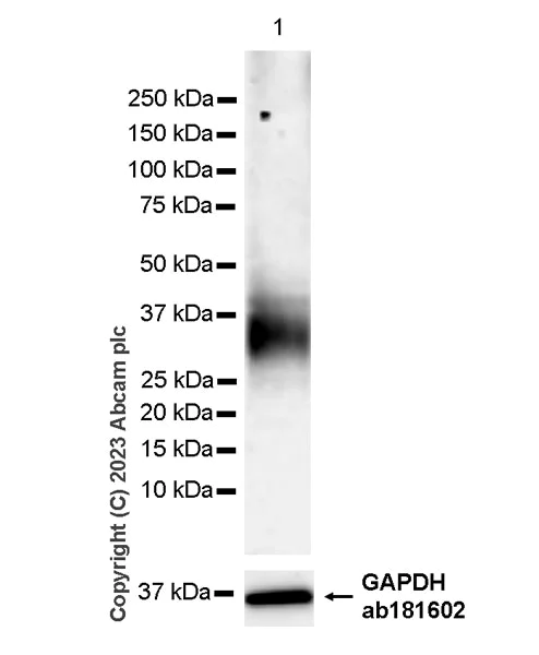 Western blot - Anti-mouse IgG for IP (HRP) (AB131368)