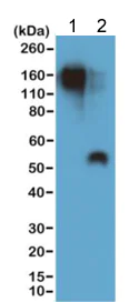 Western blot - Anti-Mouse IgG1 antibody [RM106] (AB190481)