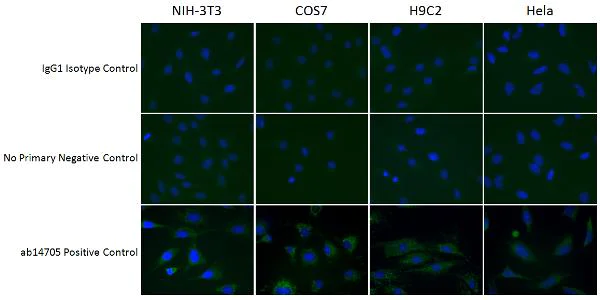 Immunocytochemistry/ Immunofluorescence - Mouse IgG1, kappa monoclonal [15-6E10A7] - Isotype Control (AB170190)