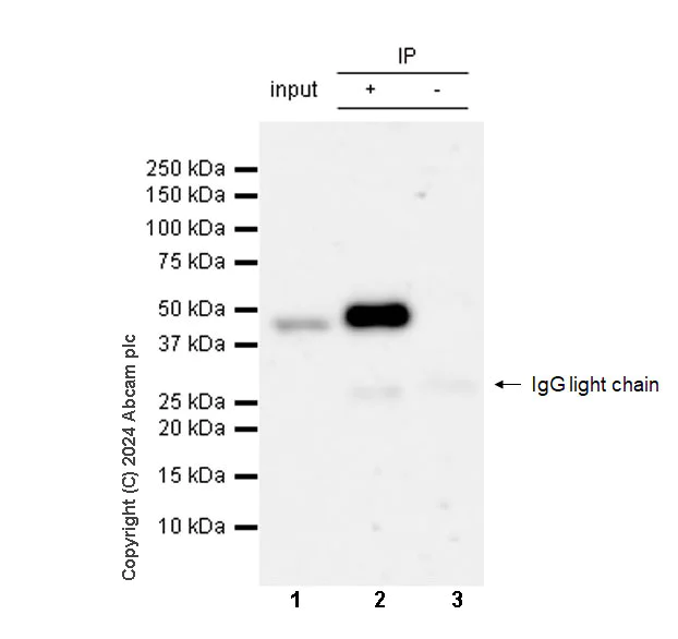 Immunoprecipitation - Mouse IgG1, kappa monoclonal [MOPC-21] - isotype control (AB18443)