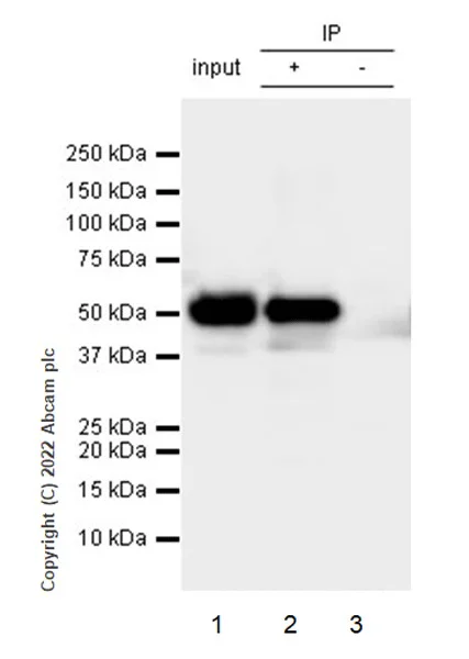 Immunoprecipitation - Mouse IgG1, kappa monoclonal [MOPC-21] - isotype control (AB18443)