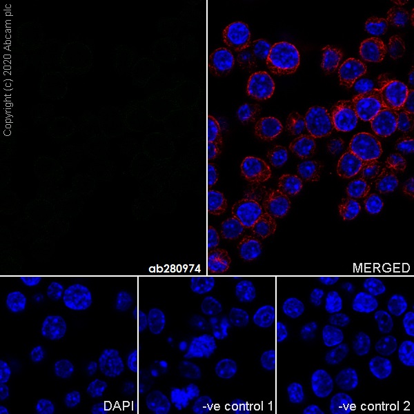 Immunocytochemistry/ Immunofluorescence - Mouse IgG1 monoclonal [R312-MouseIgG1]-Isotype control (AB280974), expandable thumbnail