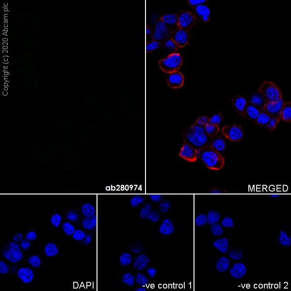 Immunocytochemistry/ Immunofluorescence - Mouse IgG1 monoclonal [R312-MouseIgG1]-Isotype control (ab280974), expandable thumbnail