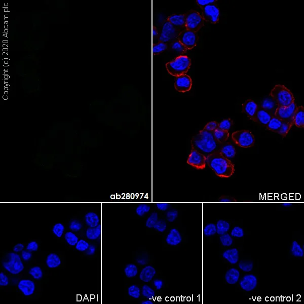 Immunocytochemistry/ Immunofluorescence - Mouse IgG1 monoclonal [R312-MouseIgG1]-Isotype control (AB280974)
