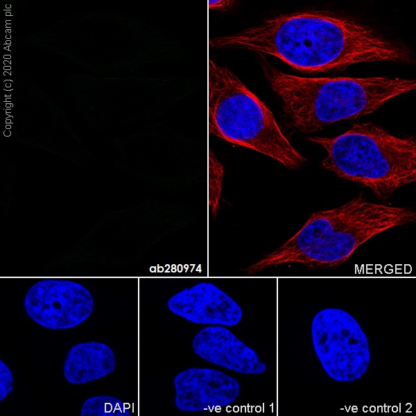 Immunocytochemistry/ Immunofluorescence - Mouse IgG1 monoclonal [R312-MouseIgG1]-Isotype control (AB280974), expandable thumbnail
