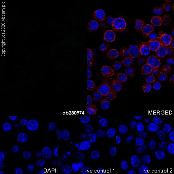 Immunocytochemistry/ Immunofluorescence - Mouse IgG1 monoclonal [R312-MouseIgG1]-Isotype control - BSA and Azide free (AB281291)