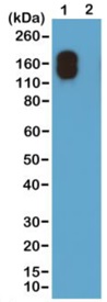 Western blot - Anti-Mouse IgG2a antibody [RM107] (AB190463)